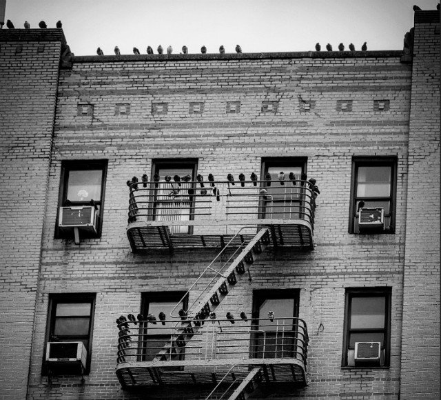sharese ann frederick's flickr