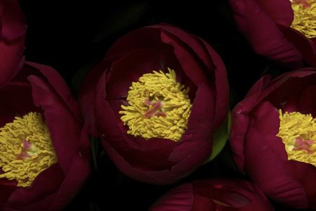 032117flowers.jpg