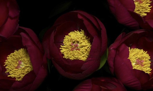 032117flowers.jpg