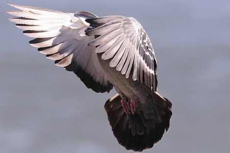 abian sacks' flickr