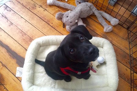 This dog is named Teekay and he is the only cool dog.