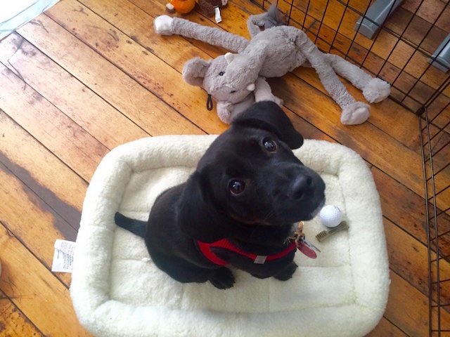 This dog is named Teekay and he is the only cool dog.