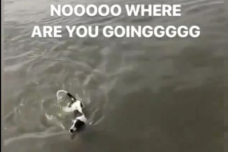 050619dogeastriver.jpg