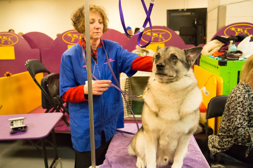 This dog controls 90% of all ticketbots, ensuring that you’ll never see Bikini Kill . (Jenn Hsu/Gothamist)