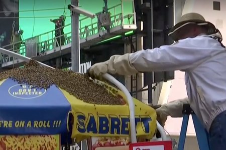 082418bees1.jpg