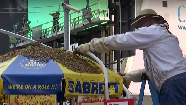 082418bees1.jpg