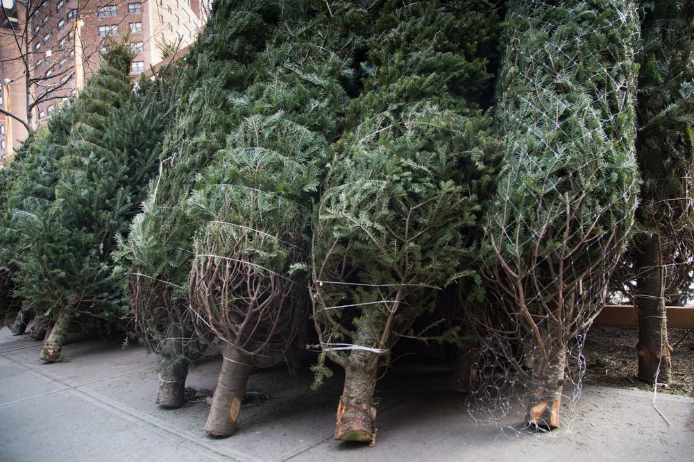 102b3f6actrees2-jpg.jpeg