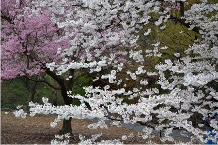 Prunus serrulata ‘Hatazakura’, in the foreground, and Prunus subhirtella ‘Rosy Cloud’, in the background, in BBG's Cherry Cultivars