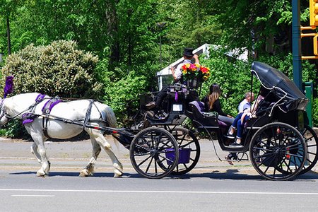 A carriage horse in NYC