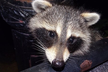 A raccoon cub in Central Park