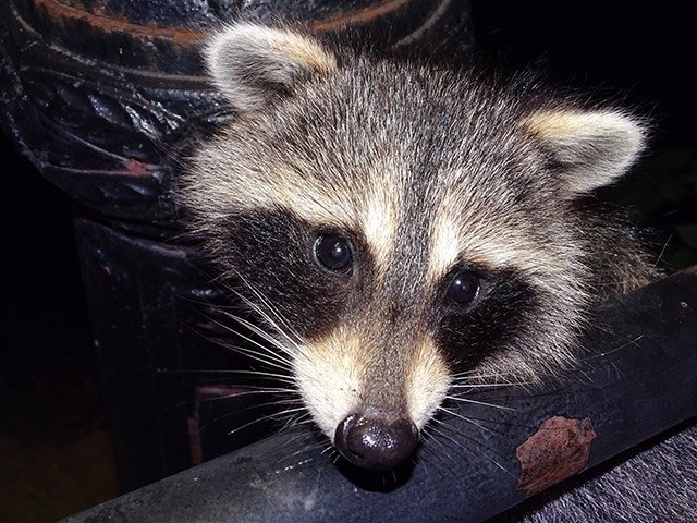A raccoon cub in Central Park