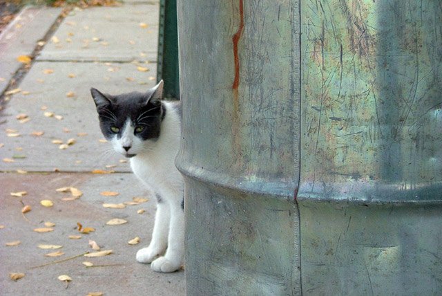 Photograph by duluoz cats / Flickr