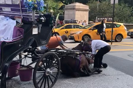 Carriage horse