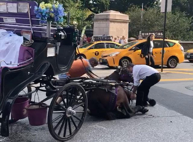 Carriage horse