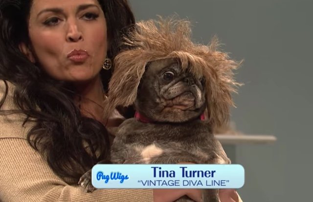 2018_11_pugwig.jpg Pug wigs. Need we say more?