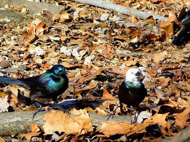 2019_01_grackle1.jpg Courtesy of Gloria Hong