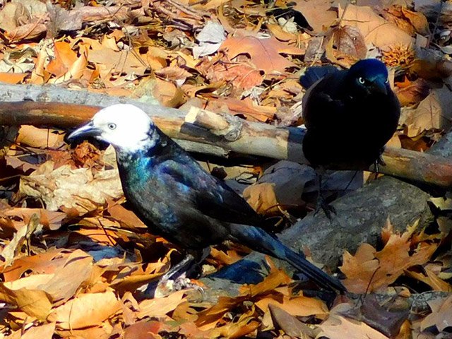 2019_01_grackle2.jpg
