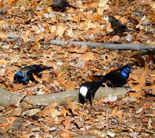 2019_01_grackle3.jpg