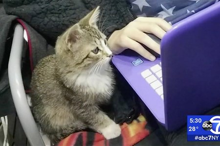 2019_02_bodegakitten1.jpg