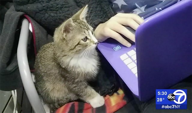 2019_02_bodegakitten1.jpg