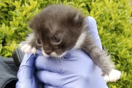 This is Cadbury