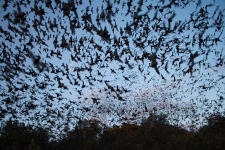 Mexican free-tailed bats, the most common bats in Texas, are seen leaving the Bracken Bat Cave, which lies close to San Antonio, Texas.