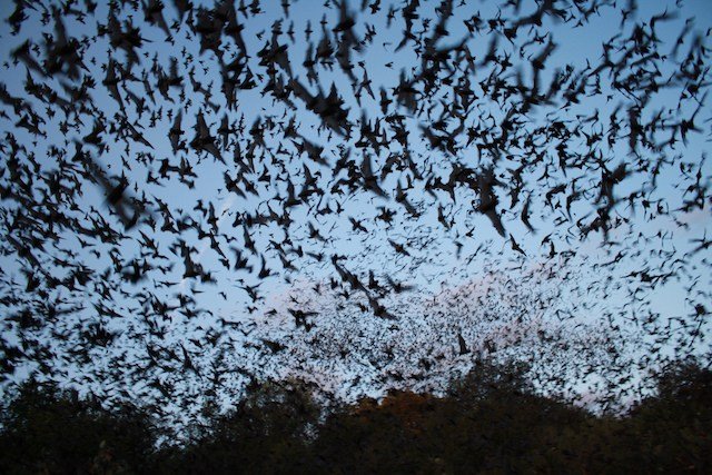 Mexican free-tailed bats, the most common bats in Texas, are seen leaving the Bracken Bat Cave, which lies close to San Antonio, Texas.