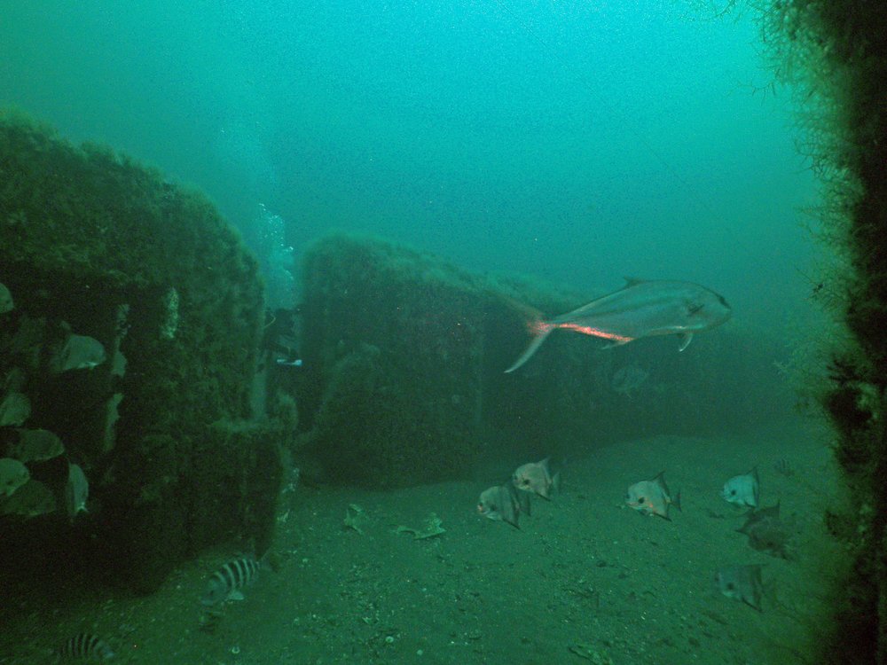 2254239baredbird-reef-photo-by-robert-martore-courtesy-of-south-carolina-department-of-natural-resources-4-jpg.jpeg Redbird Reef, Photo by Robert Martore, Courtesy of South Carolina Department of Natural Resources<br/>