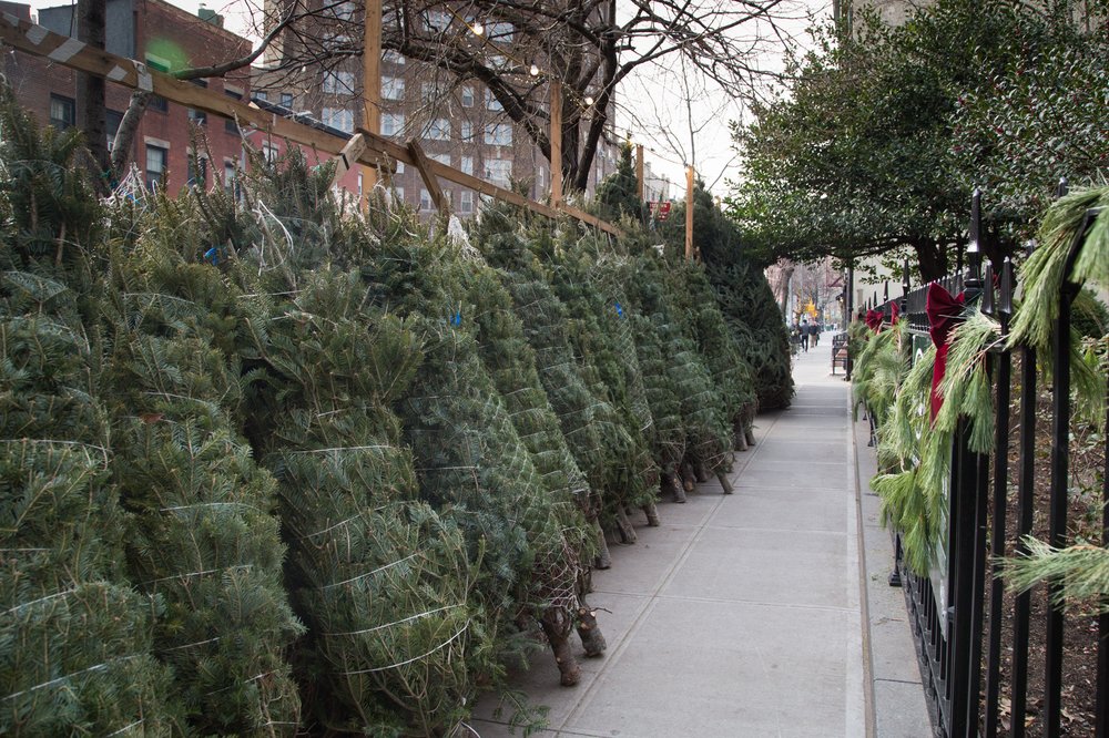 25d5b850etrees-jpg.jpeg
