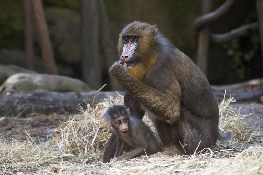 302315343julie-larsen-maher_2971_mandrill-and-baby_con_bz_08-15-18-jpg.jpeg