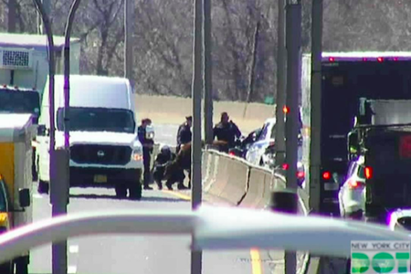 NYPD officers apprehend the small cow on the highway.