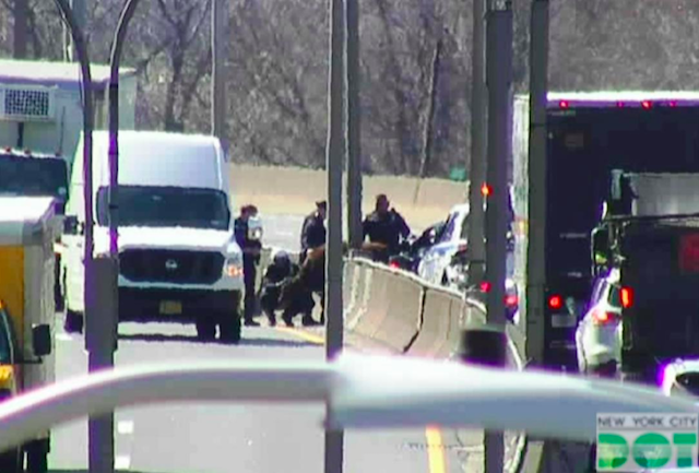 NYPD officers apprehend the small cow on the highway.