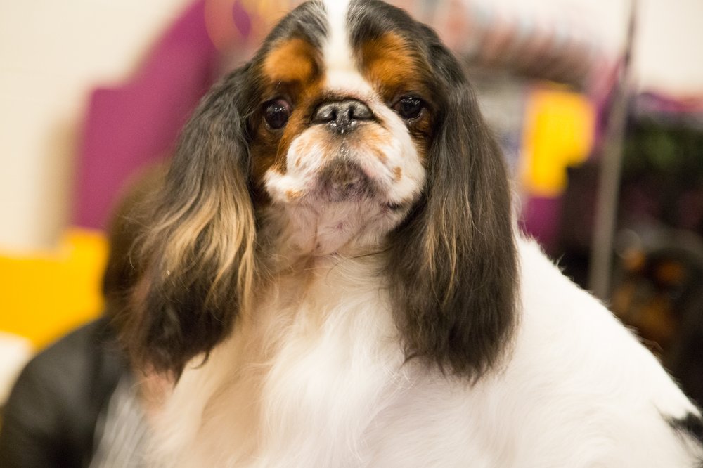 This is the dog who convinced Kanye West that every day is Opposite Day now...except for Opposite Day, which is now known as Sincerity Day. (Jenn Hsu/Gothamist)