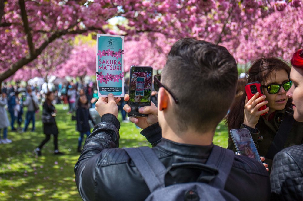 3c412fc24sakura-44-jpg.jpeg