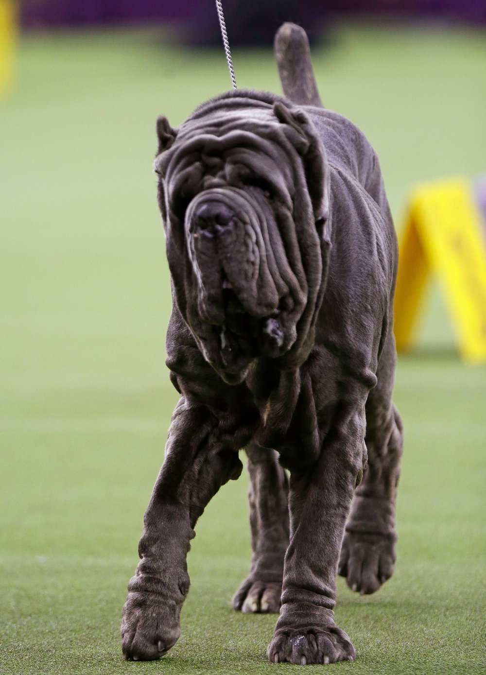 This dog once sent an acquaintance an email with 18 paragraphs in it. (Frank Franklin II/AP/Shutterstock)