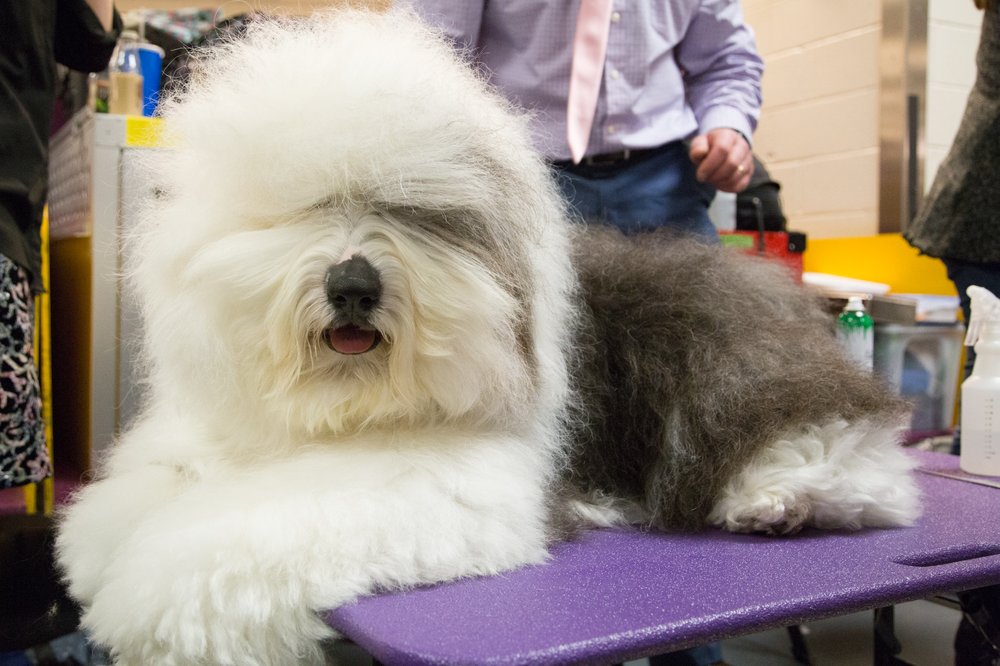 This dog tells people in the comments to "GO BACK TO OHIO" even though it's 2019, I think you can come up with something a little more original pal. (Jenn Hsu/Gothamist)