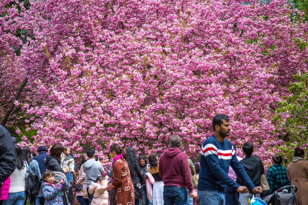 4cf0c0a46sakura-117-jpg.jpeg