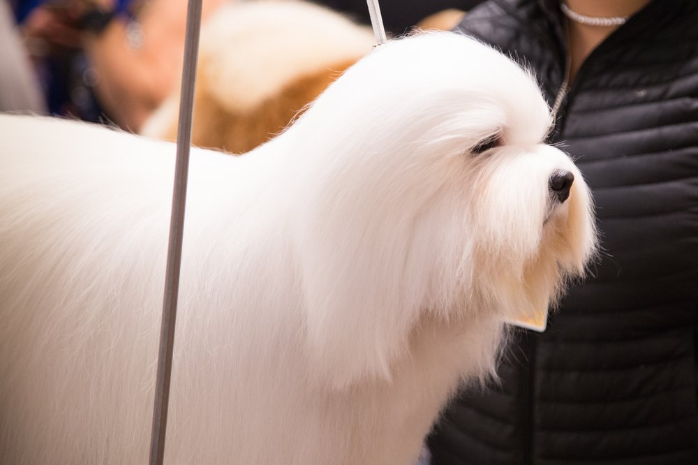 This dog has a 23% rating on Rotten Tomatoes. (Jenn Hsu/Gothamist)