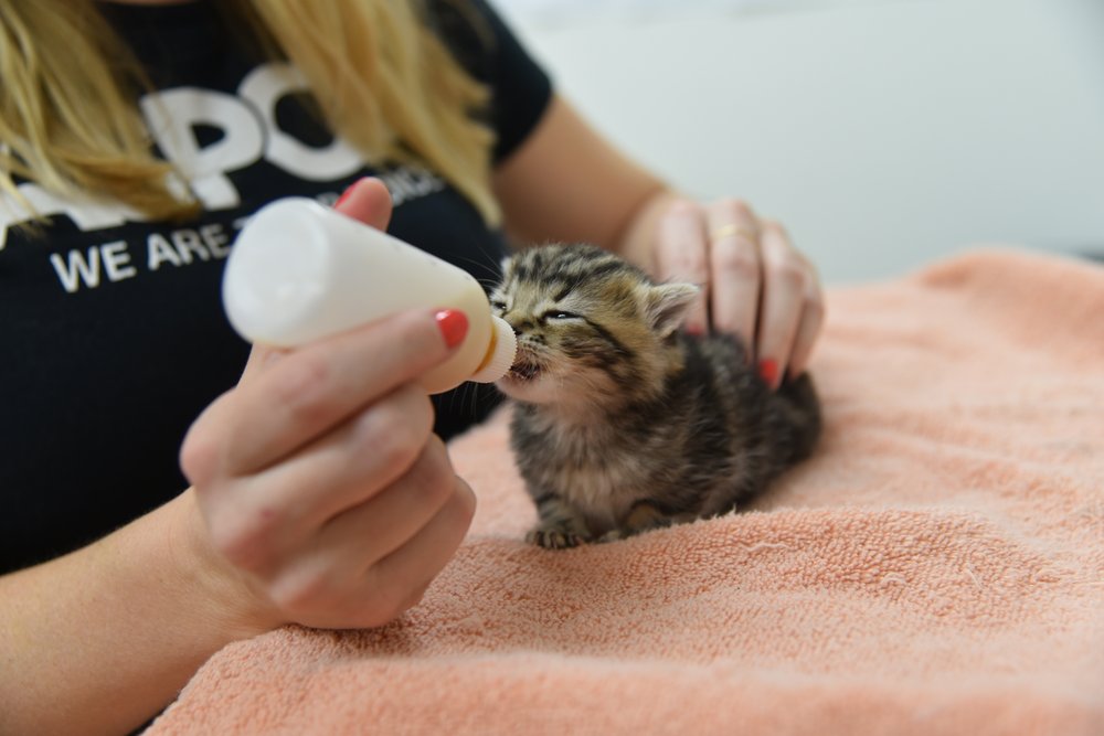 51ec3d1ddpee-wee_kitten-lady-event_la_march2019_0007-jpg.jpeg