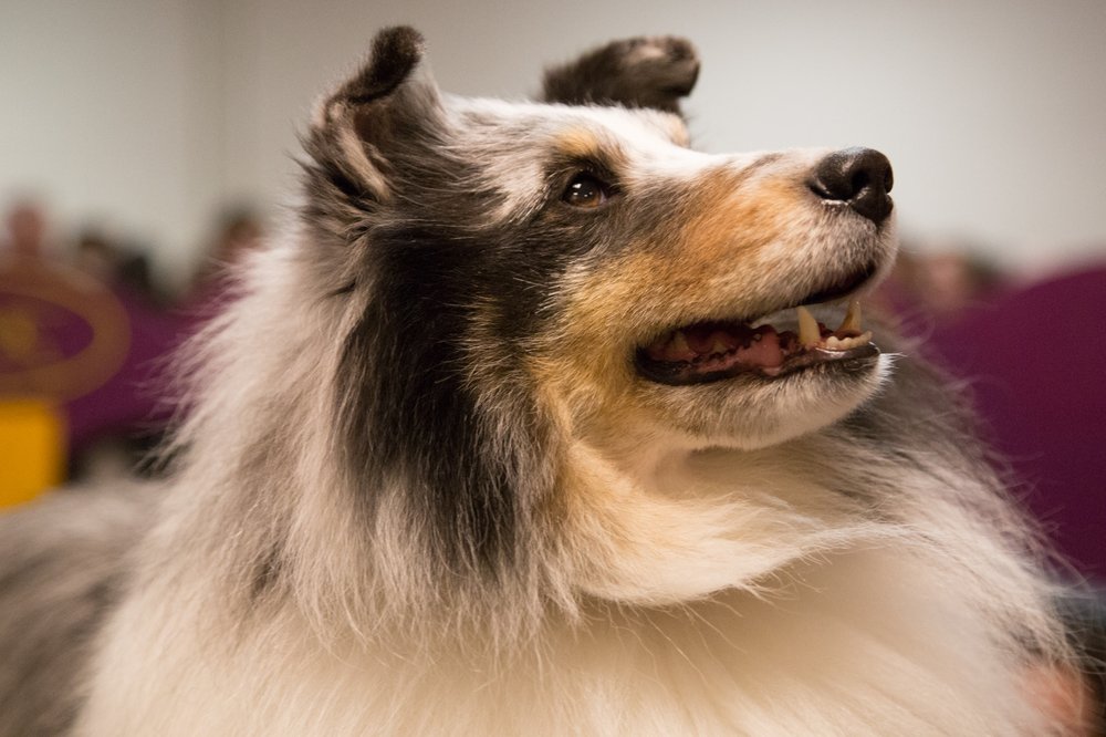 This dog has rescued dozens of people from burning buildings...buildings which she set on fire...just so she could watch them burn...(Jenn Hsu/Gothamist)