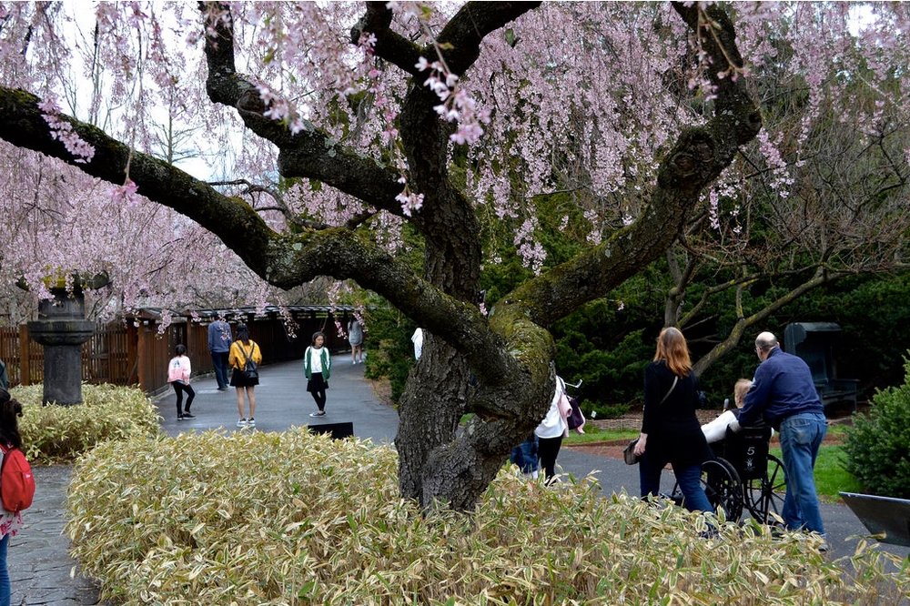 5bcc25e032017_04_sak6-jpg.jpeg Prunus subhirtella ‘Pendula’ (weeping higan cherry) in the Japanese Hill-and-Pond Garden.
