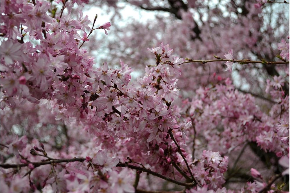 5d860b2f22017_04_sak3-jpg.jpeg Prunus subhirtella ‘Rosy Cloud’ in the Cherry Cultivars Area.