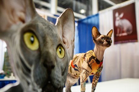 63032e356021317westminstercats-8-jpg.jpeg