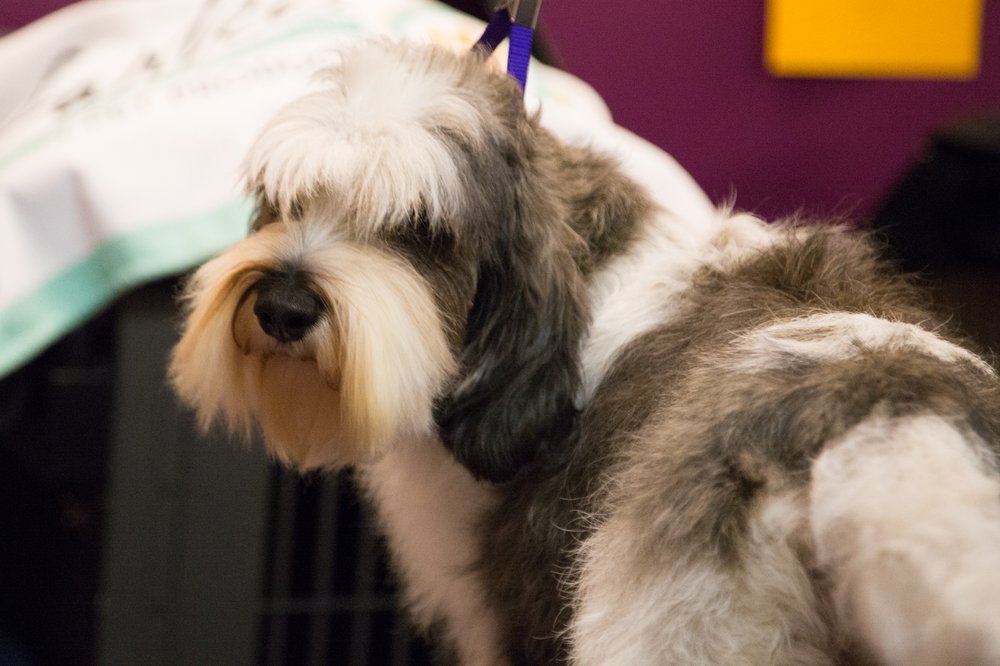This dog has gone to almost a hundred weddings and has never given a gift. (Jenn Hsu/Gothamist)