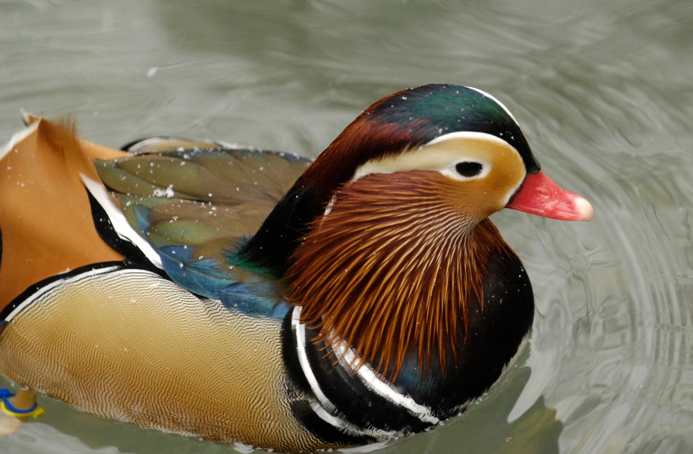 660202b89julie-larsen-maher_6238_male-mandarin-duck_cpz_12-05-07_hr-jpg.jpeg