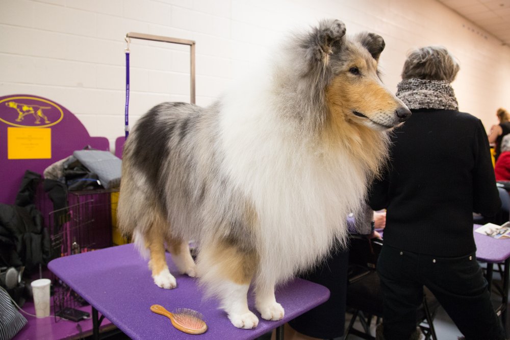 This dog is Howard Schultz's campaign manager, and she thinks he has a real shot at "shaking things up." (Jenn Hsu/Gothamist)