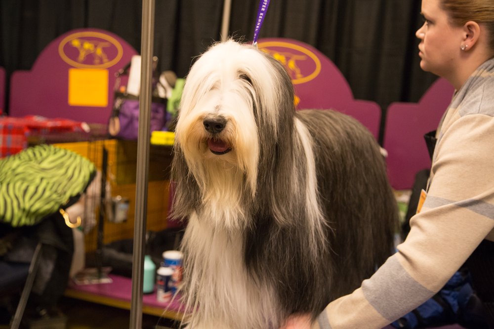 This dog has written multiple "Why I'm Leaving New York" essays under different pen names. He even appeared on the cover of New York Magazine once vowing to leave the city forever. He's still here. (Jenn Hsu/Gothamist)
