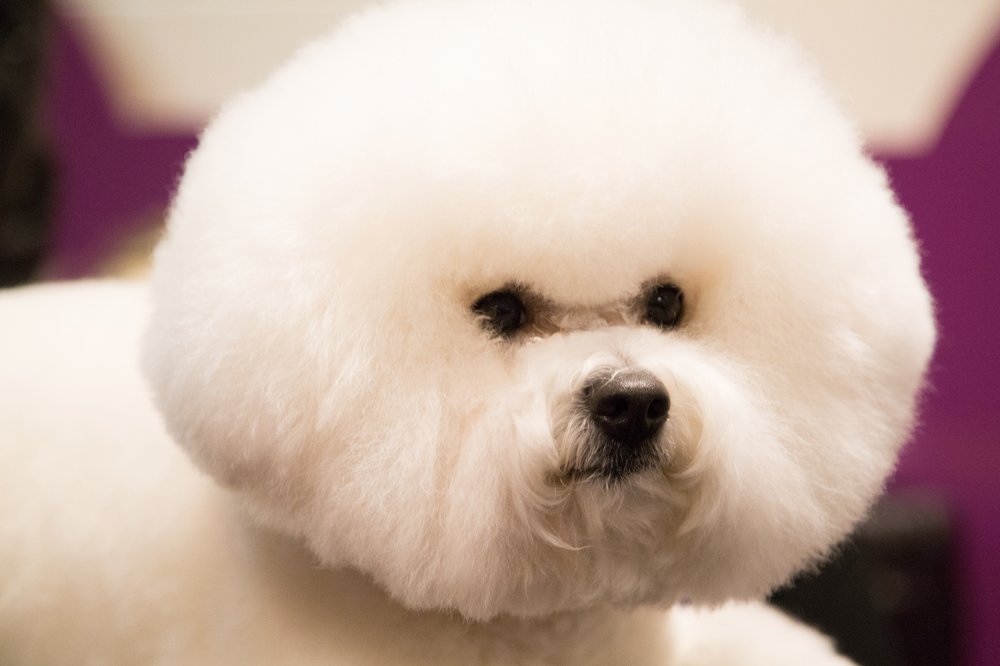 This dog's day job is brainstorming new food pun hashtags for up-and-coming Instagram influencers with followers in the 10K-50K range. (Jenn Hsu/Gothamist)