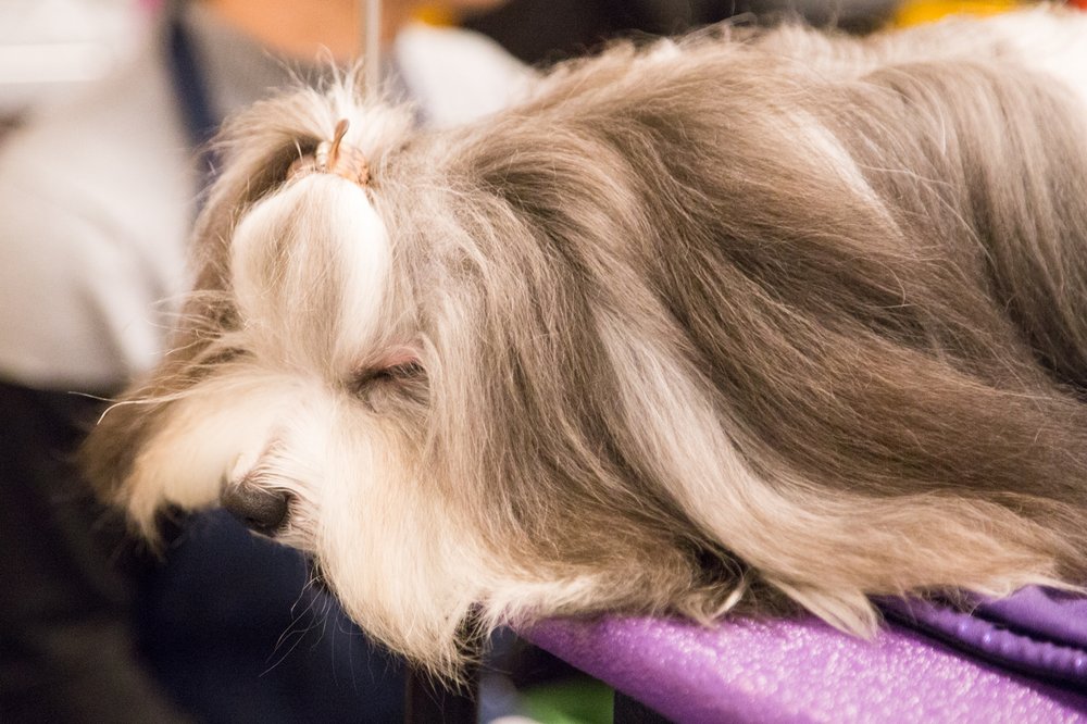 This dog is really just so full of himself (because he eats his own skin). (Jenn Hsu/Gothamist)