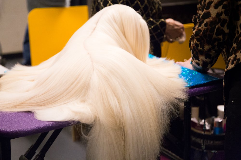 This dog doesn't have a serious bone in his body, in the sense that he has no bones—he is a wig, not a dog. (Jenn Hsu/Gothamist)